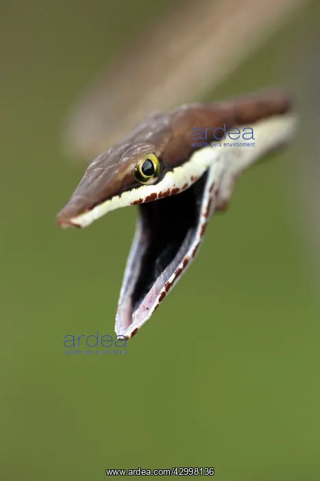  : Brown Vine Snake - rear-fanged - defensive display