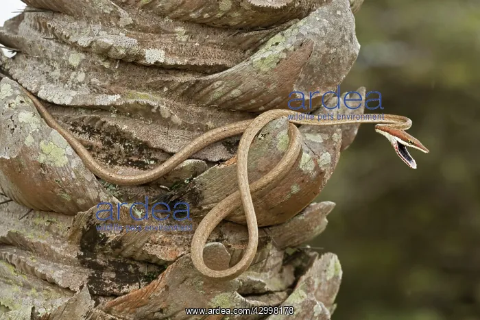 : Brown Vine Snake - rear-fanged - defensive display : Brown Vine Snake - rear-fanged - defensive display