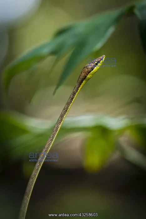 : Brown vinesnake (Oxybelis aeneus), Cahuita national : Brown vinesnake (Oxybelis aeneus), Cahuita national