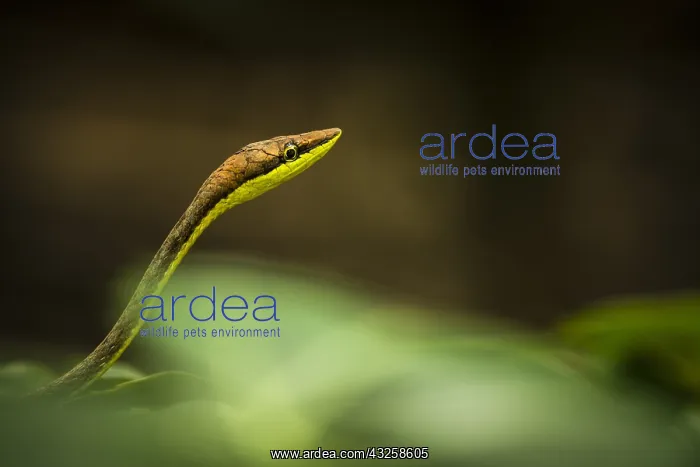 : Brown vinesnake (Oxybelis aeneus), Cahuita national : Brown vinesnake (Oxybelis aeneus), Cahuita national