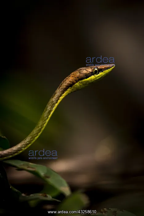 : Brown vinesnake (Oxybelis aeneus), Cahuita national : Brown vinesnake (Oxybelis aeneus), Cahuita national