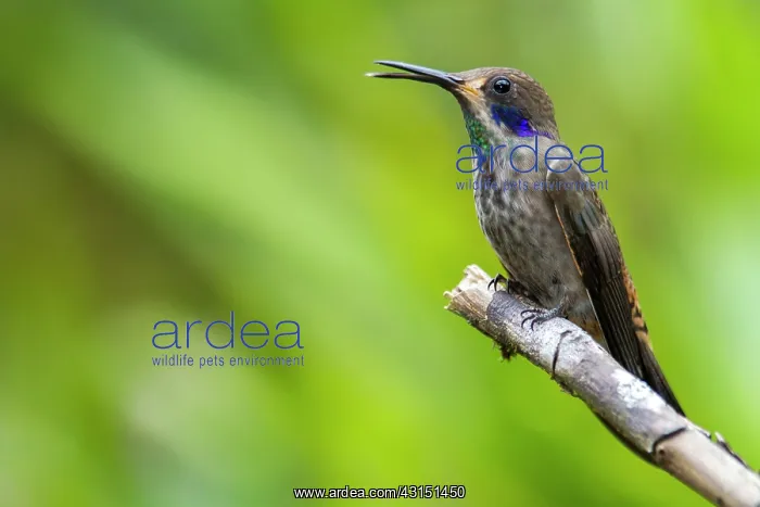 : Brown violetear (Colibri delphinae) on a branch : Brown violetear (Colibri delphinae) on a branch