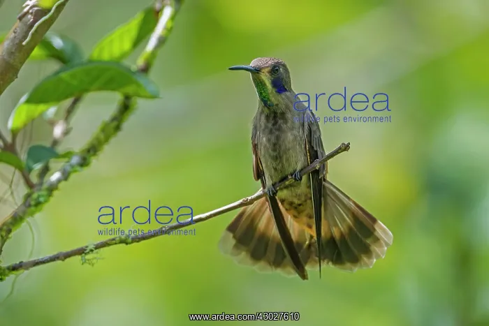 : Brown Violetear, hummingbird, Las Tangaras Bird : Brown Violetear, hummingbird, Las Tangaras Bird