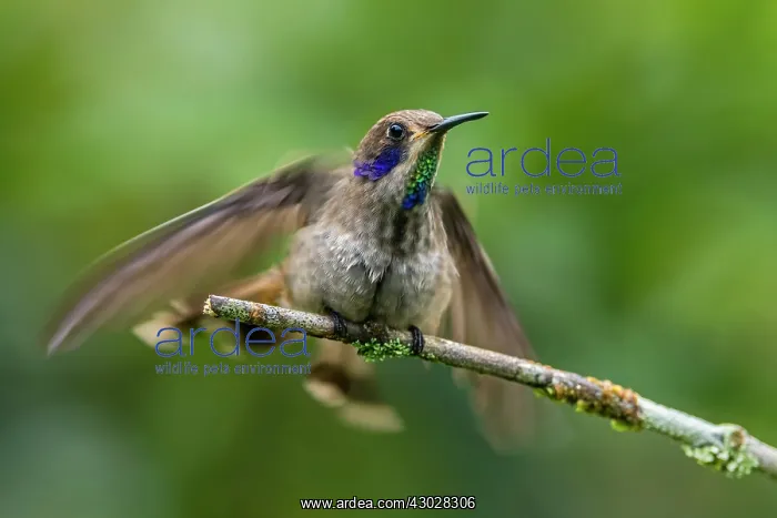  : Brown Violetear, hummingbird, Las Tangaras Bird