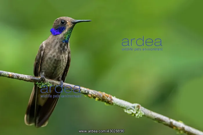 : Brown Violetear, hummingbird, Las Tangaras Bird : Brown Violetear, hummingbird, Las Tangaras Bird