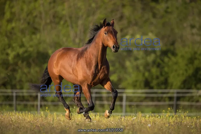 : Brown Warmblood gelding at a gallop in the meadow : Brown Warmblood gelding at a gallop in the meadow