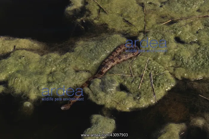 : Brown Water Snake : Brown Water Snake