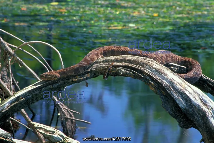 : Brown Water Snake - On dead tree above water : Brown Water Snake - On dead tree above water