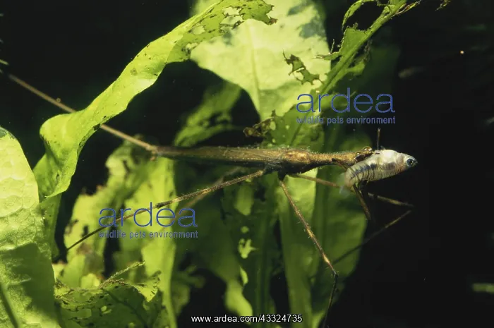 : Brown Waterscorpion : Brown Waterscorpion