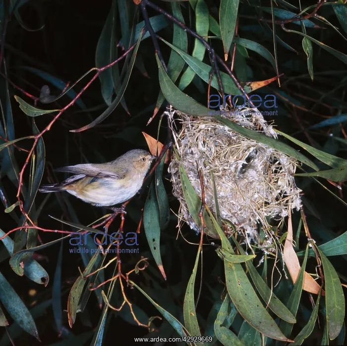  : Brown Weebill