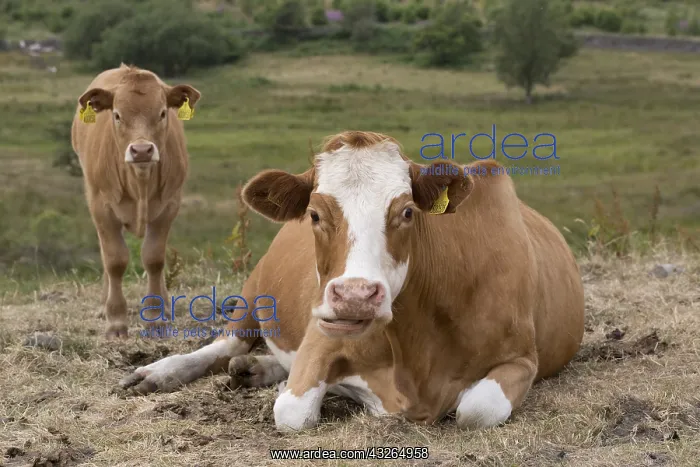 : Brown and white Ayshire cow with calf, Threave Gardens : Brown and white Ayshire cow with calf, Threave Gardens