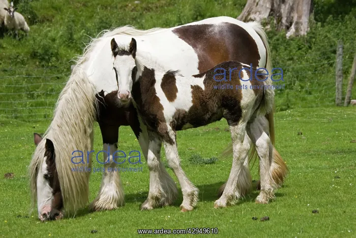 : Brown and white piebald horse grazing with young foal : Brown and white piebald horse grazing with young foal