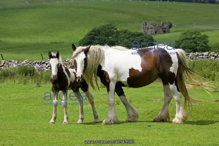 : Brown and white piebald horse with young foal : Brown and white piebald horse with young foal