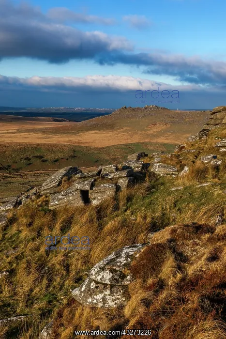 : Brown Willy - Bodmin Moor - Cornwall - UK : Brown Willy - Bodmin Moor - Cornwall - UK