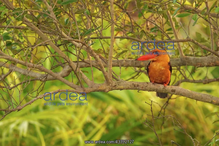 : Brown-winged Kingfisher : Brown-winged Kingfisher
