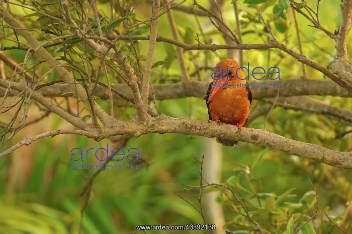 : Brown-winged Kingfisher : Brown-winged Kingfisher