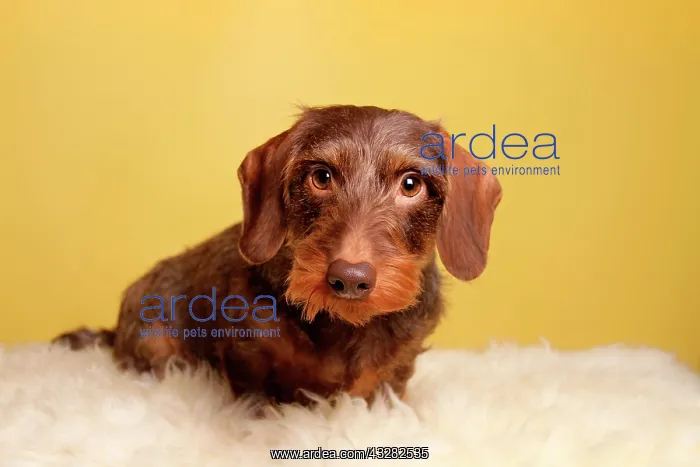 : Brown Wirehaired Dachshund sitting on lambskin : Brown Wirehaired Dachshund sitting on lambskin