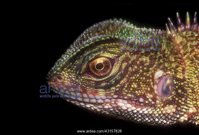 : Brown Wood Lizard : Brown Wood Lizard