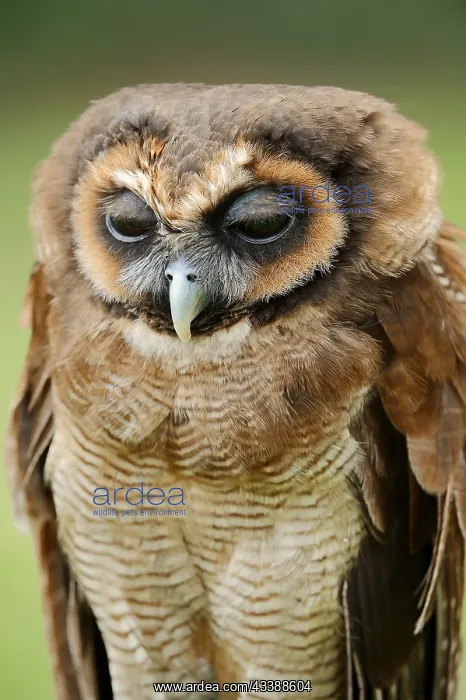 : Brown wood owl (Strix leptogrammica), portrait : Brown wood owl (Strix leptogrammica), portrait
