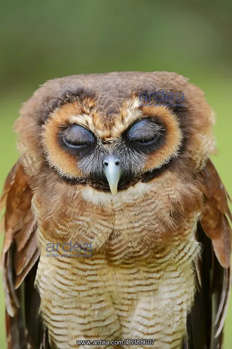 : Brown wood owl (Strix leptogrammica), portrait : Brown wood owl (Strix leptogrammica), portrait