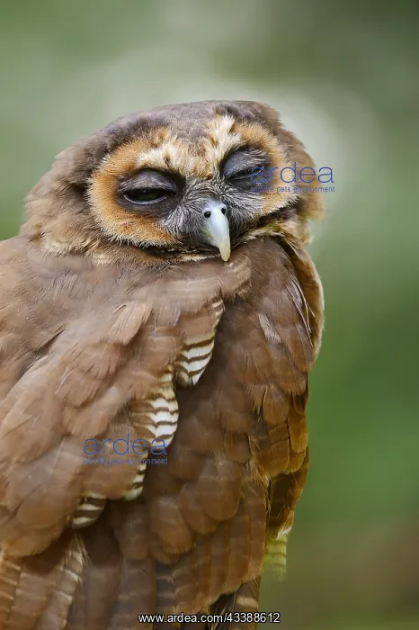  : Brown wood owl (Strix leptogrammica), portrait