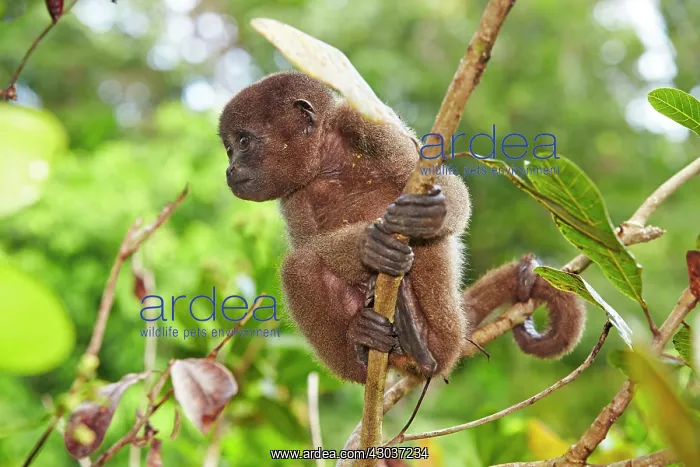 : Brown Woolly Monkey Common woolly monkey young baby : Brown Woolly Monkey Common woolly monkey young baby