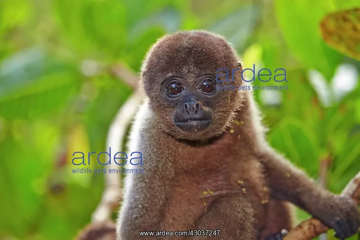 : Brown Woolly Monkey Common woolly monkey young baby : Brown Woolly Monkey Common woolly monkey young baby