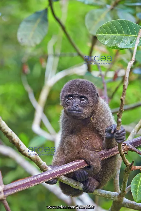 : Brown Woolly Monkey Common woolly monkey young baby : Brown Woolly Monkey Common woolly monkey young baby