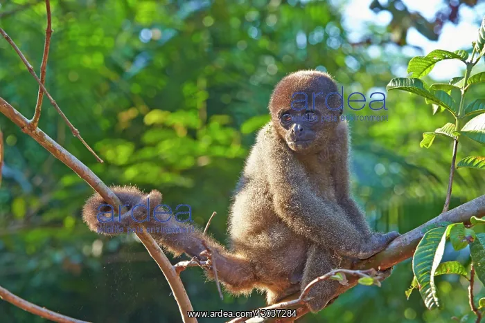 : Brown Woolly Monkey Common woolly monkey young baby : Brown Woolly Monkey Common woolly monkey young baby