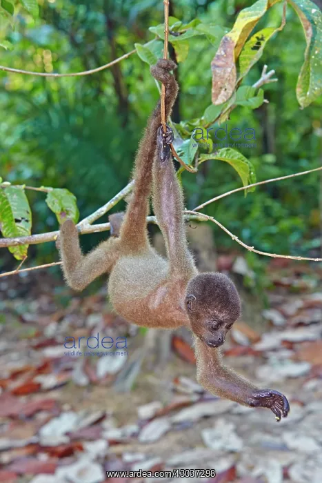 : Brown Woolly Monkey Common woolly monkey young baby : Brown Woolly Monkey Common woolly monkey young baby