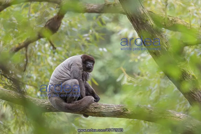: A brown woolly monkey (Lagothrix lagothricha) sits in a tree : A brown woolly monkey (Lagothrix lagothricha) sits in a tree