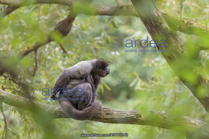 : A brown woolly monkey (Lagothrix lagothricha) sits in a tree : A brown woolly monkey (Lagothrix lagothricha) sits in a tree