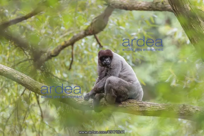 : A brown woolly monkey (Lagothrix lagothricha) sits in a tree : A brown woolly monkey (Lagothrix lagothricha) sits in a tree