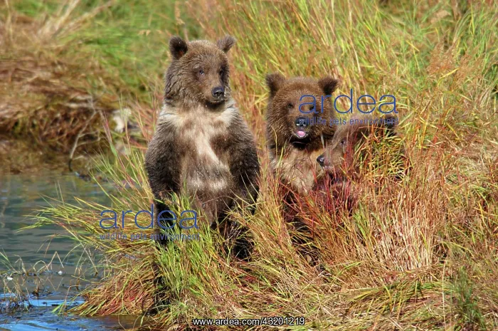 : Brownbear (Ursus arctos) three cubs of the year : Brownbear (Ursus arctos) three cubs of the year