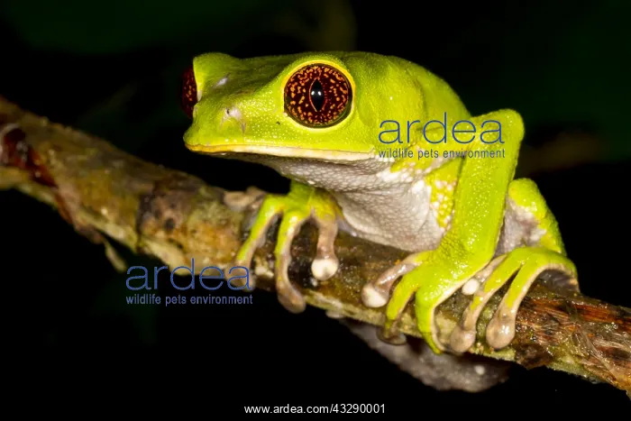  : Brownbelly Leaf Frog (Phyllomedusa tarsius) wai