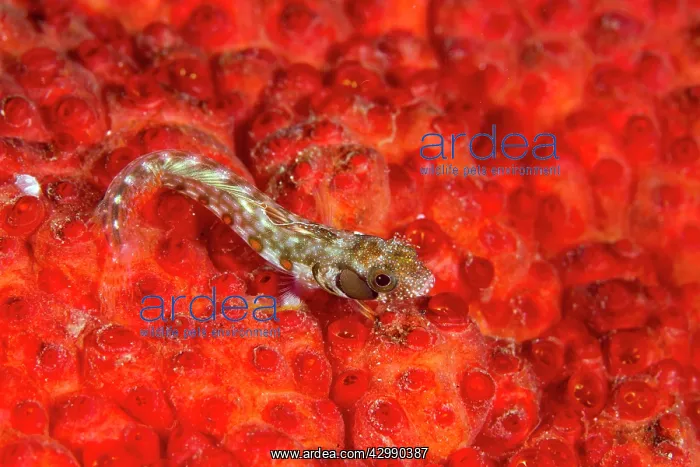 : Browncheek Blenny : Browncheek Blenny