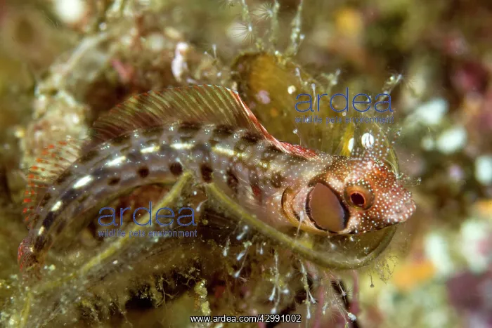 : Browncheek Blenny : Browncheek Blenny