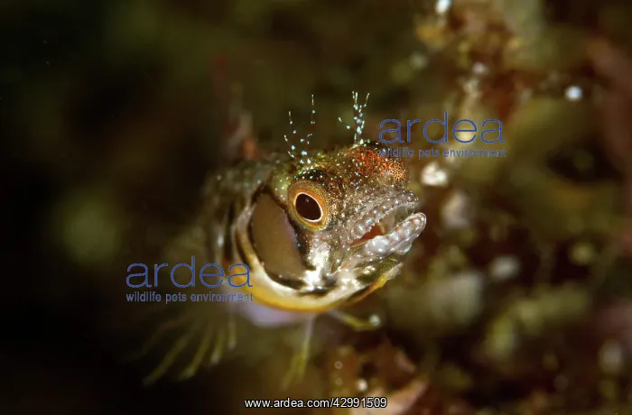  : Browncheek Blenny