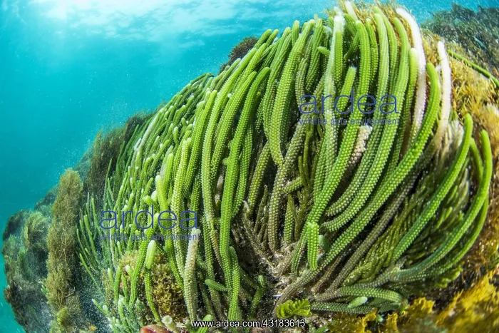 : Brown's Caulerpa (Caulerpa brownii), Kangaroo island : Brown's Caulerpa (Caulerpa brownii), Kangaroo island