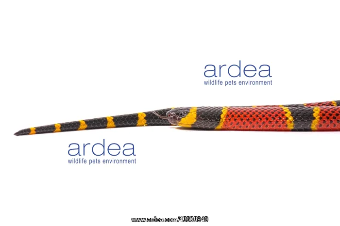 : Brown's coral snake (Micrurus browni) on white background : Brown's coral snake (Micrurus browni) on white background