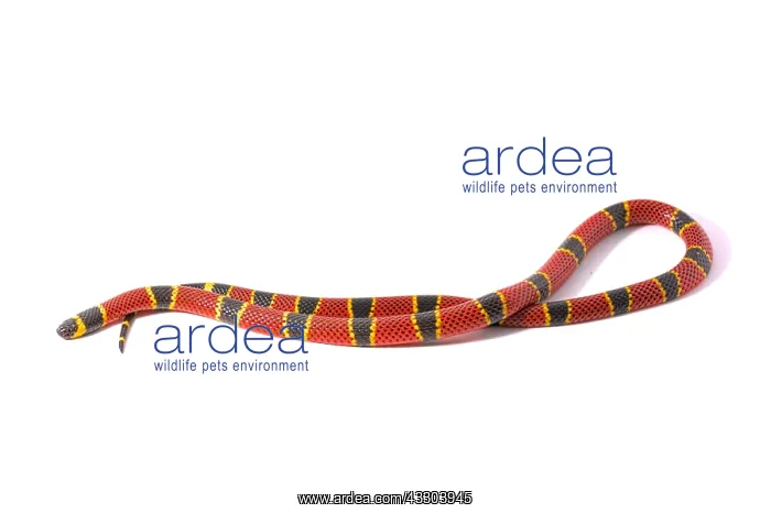 : Brown's coral snake (Micrurus browni) on white background : Brown's coral snake (Micrurus browni) on white background