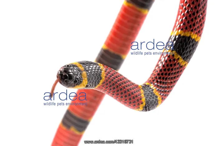 : Brown's coral snake (Micrurus browni) on white background : Brown's coral snake (Micrurus browni) on white background