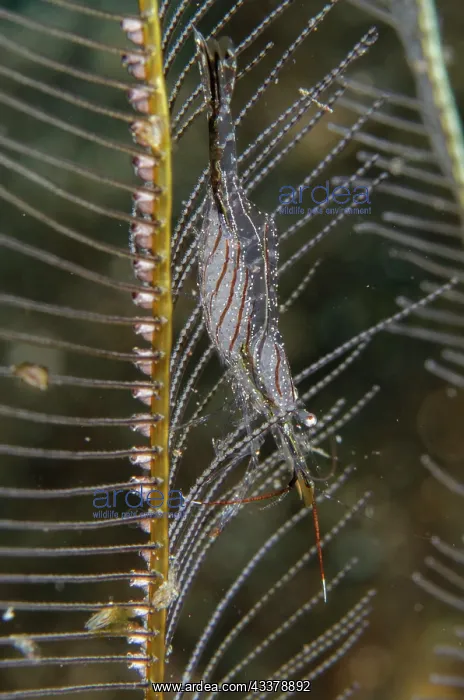: Brownstripe Hydroid Shrimp : Brownstripe Hydroid Shrimp