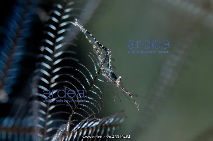 : Brownstripe Hydroid Shrimp on hydroid Sebayor Point : Brownstripe Hydroid Shrimp on hydroid Sebayor Point