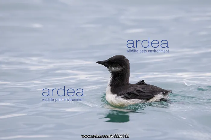 : Bruennichs Guillemot chick : Bruennichs Guillemot chick