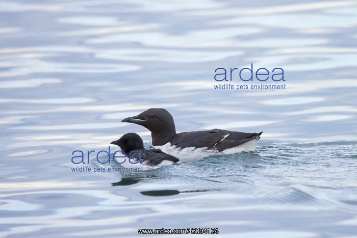 : Bruennichs Guillemot family : Bruennichs Guillemot family