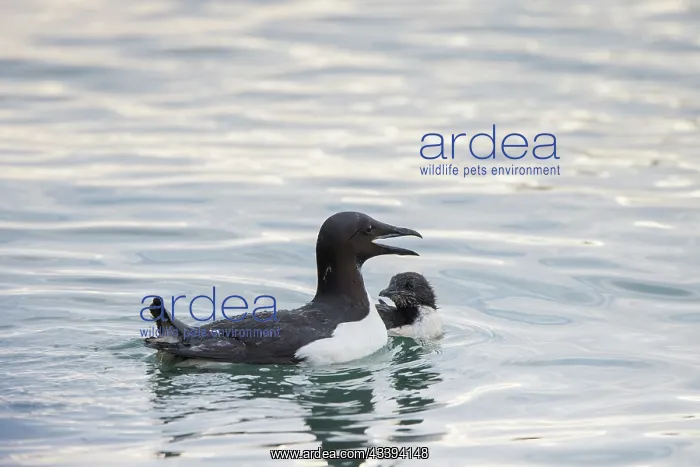 : Bruennichs Guillemot family : Bruennichs Guillemot family