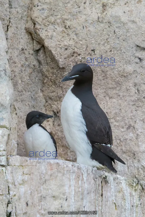: Bruennichs Guillemot family : Bruennichs Guillemot family