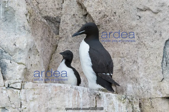 : Bruennichs Guillemot family : Bruennichs Guillemot family