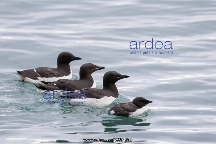 : Bruennichs Guillemot family : Bruennichs Guillemot family